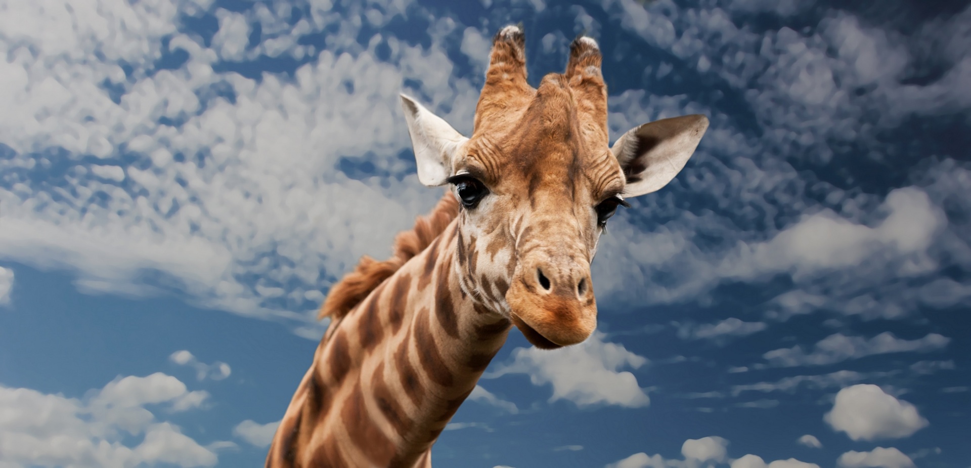 giraffe portrait head free photo