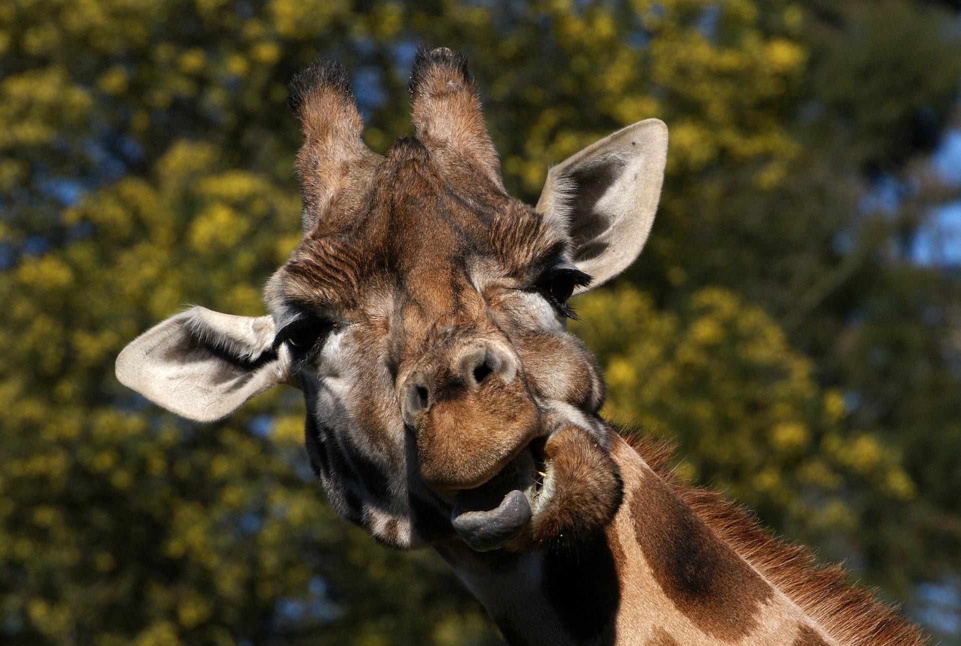 giraffe wildlife close up free photo
