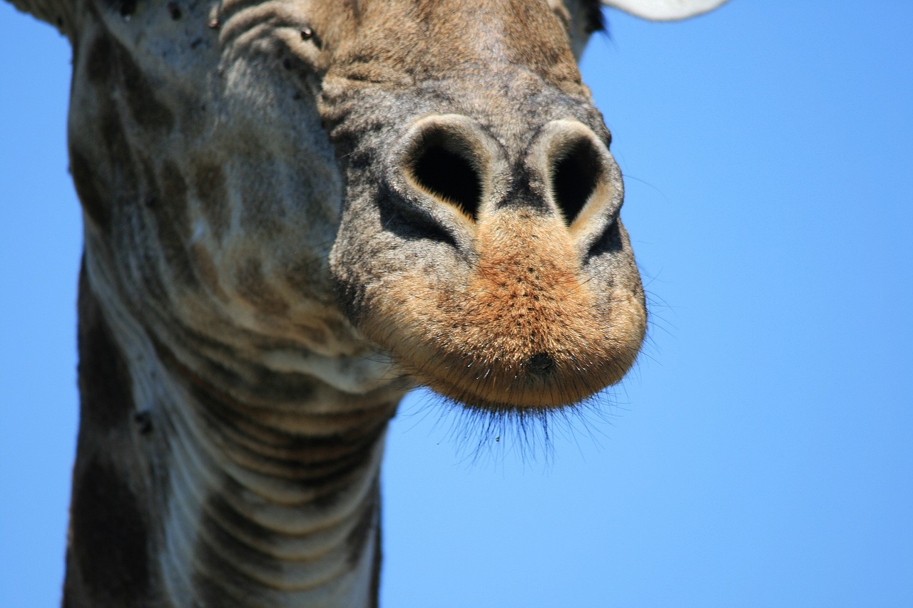 giraffe animal game free photo