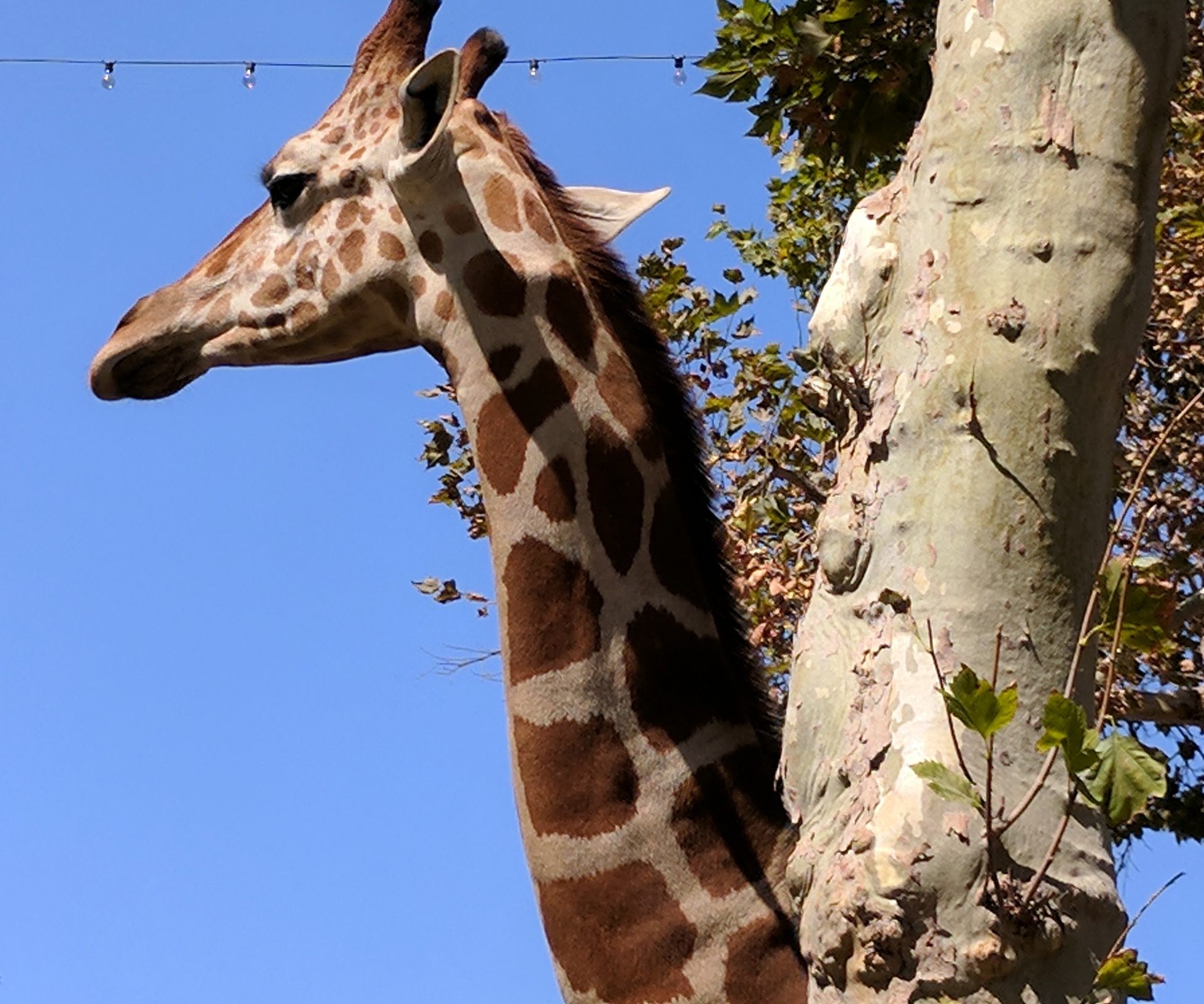 giraffe giraffes animal free photo