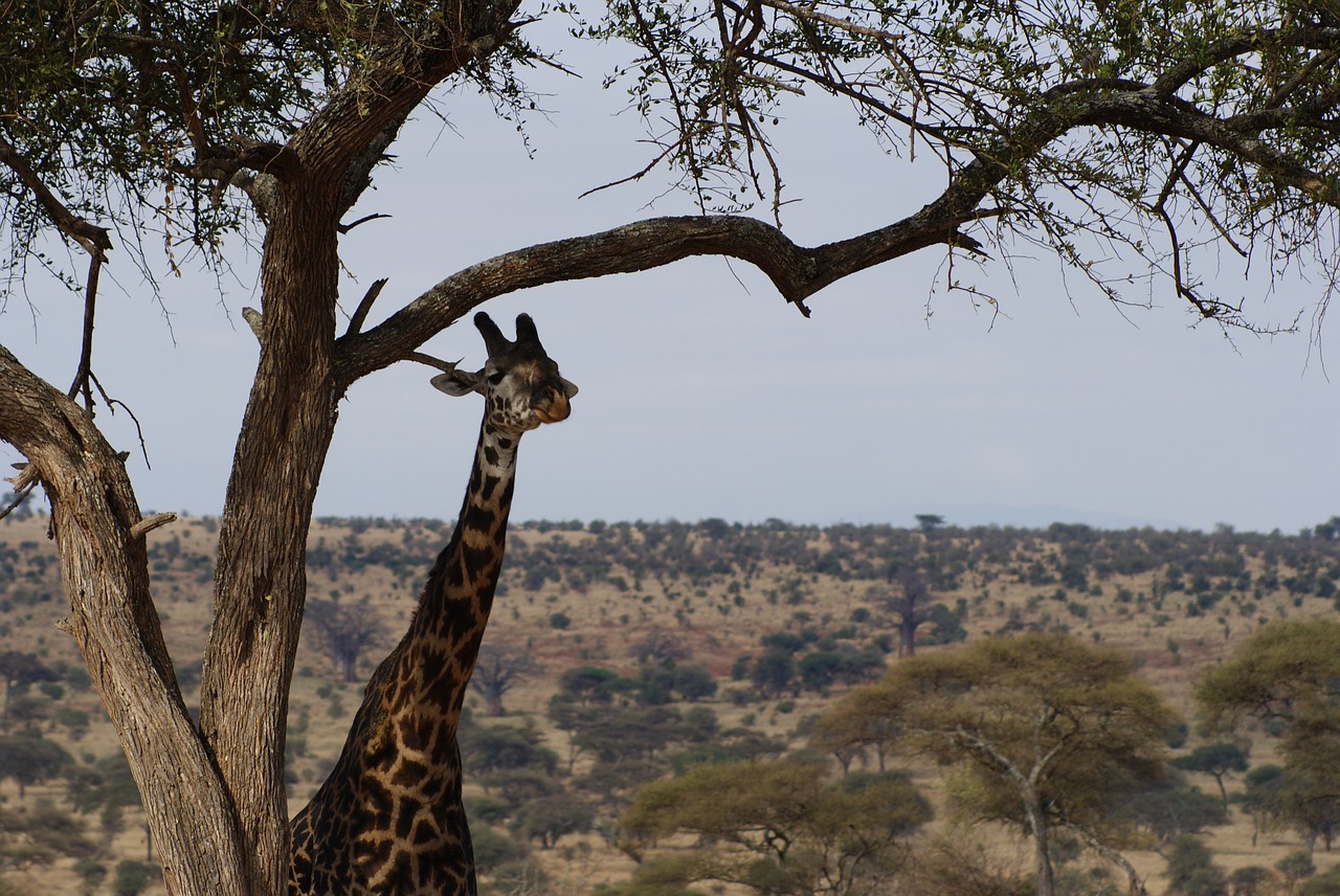 giraffe nature wildlife free photo