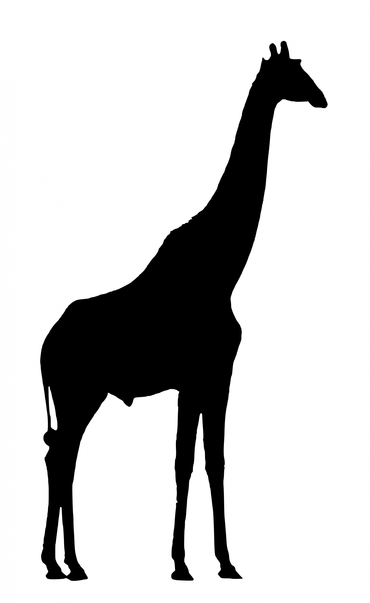 Силуэт жирафа для детей