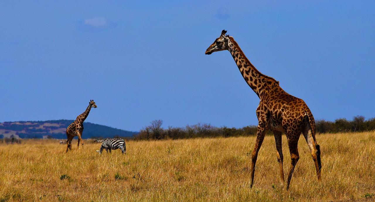 giraffe nature tanzania free photo