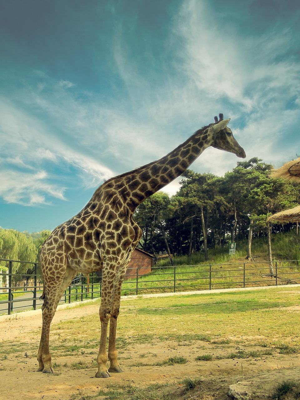 giraffe animal the scenery free photo