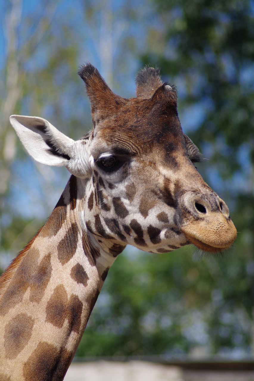 giraffe zoo african free photo
