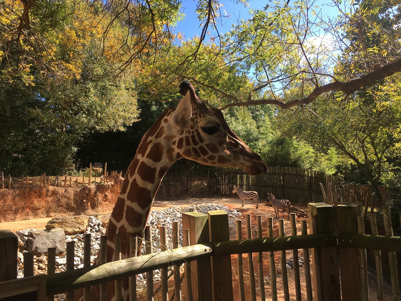 giraffe zoo animal free photo