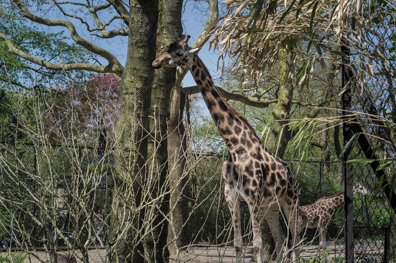 giraffe animals zoo free photo