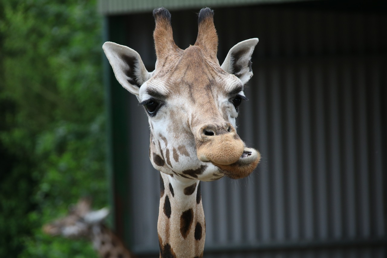 giraffe chewing wildlife free photo