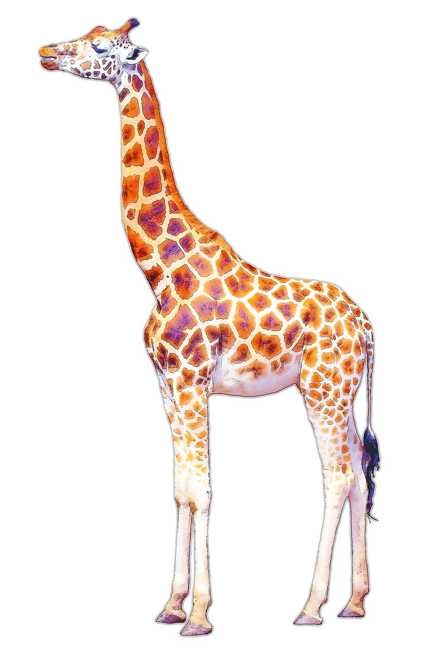 giraffe isolated illustration free photo