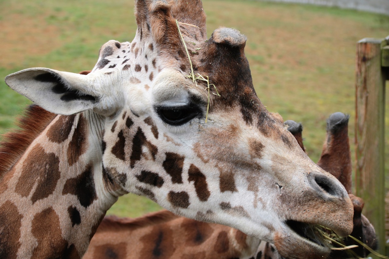 giraffe wildlife animal free photo