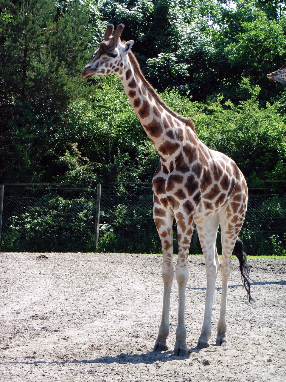 giraffe animal zoo free photo