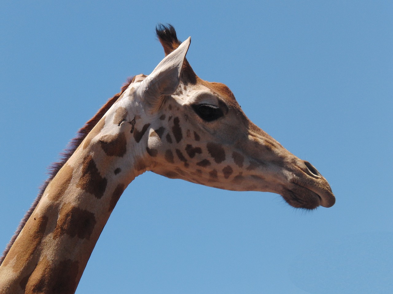 giraffe animal nature free photo