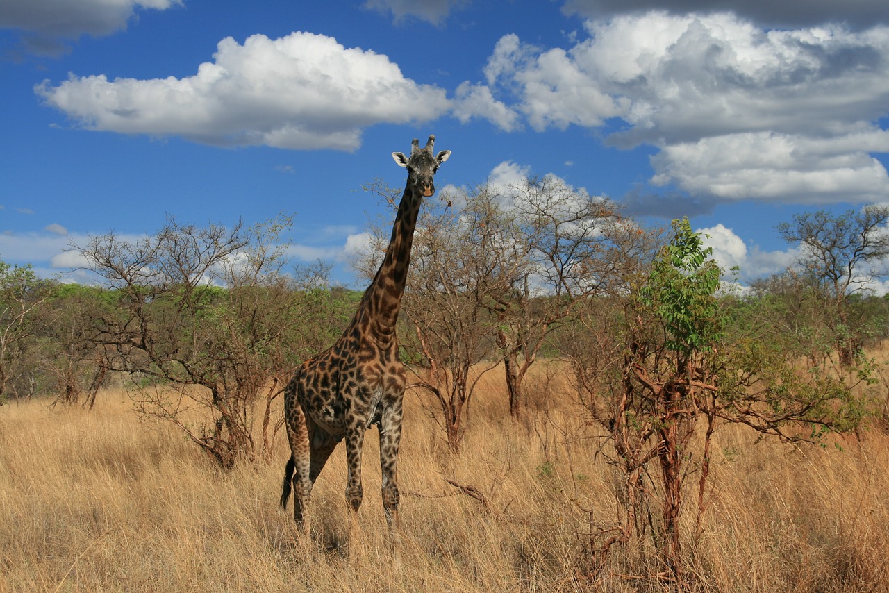 giraffe safari africa free photo