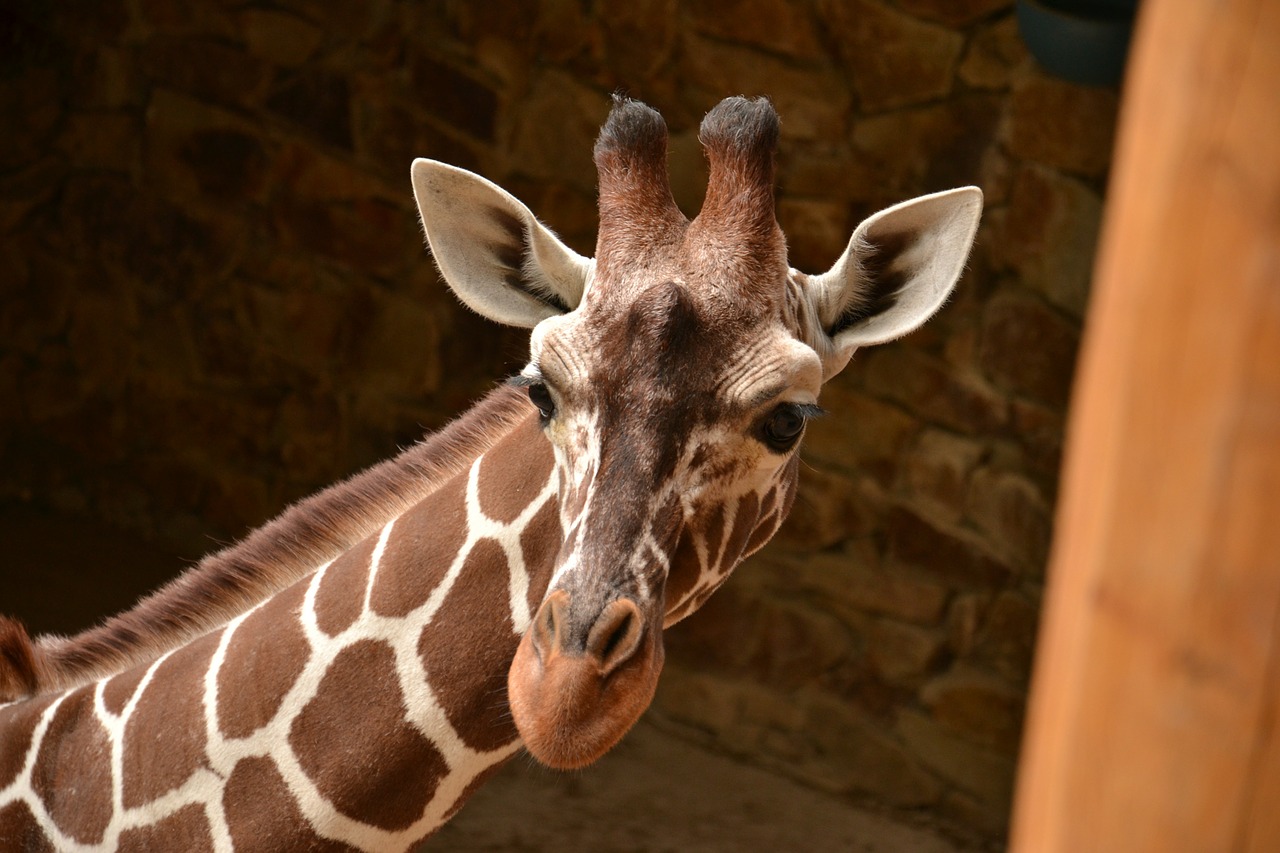 giraffe zoo animals free photo