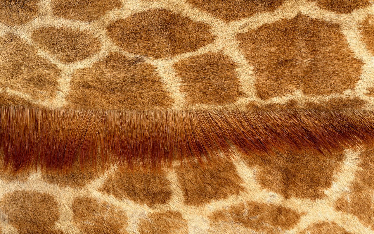 giraffe fur grain free photo
