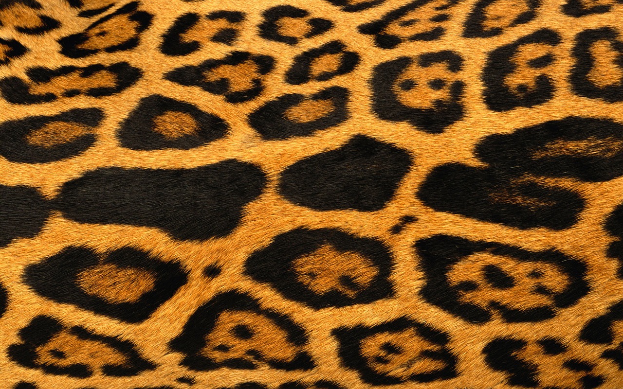 giraffe fur grain free photo