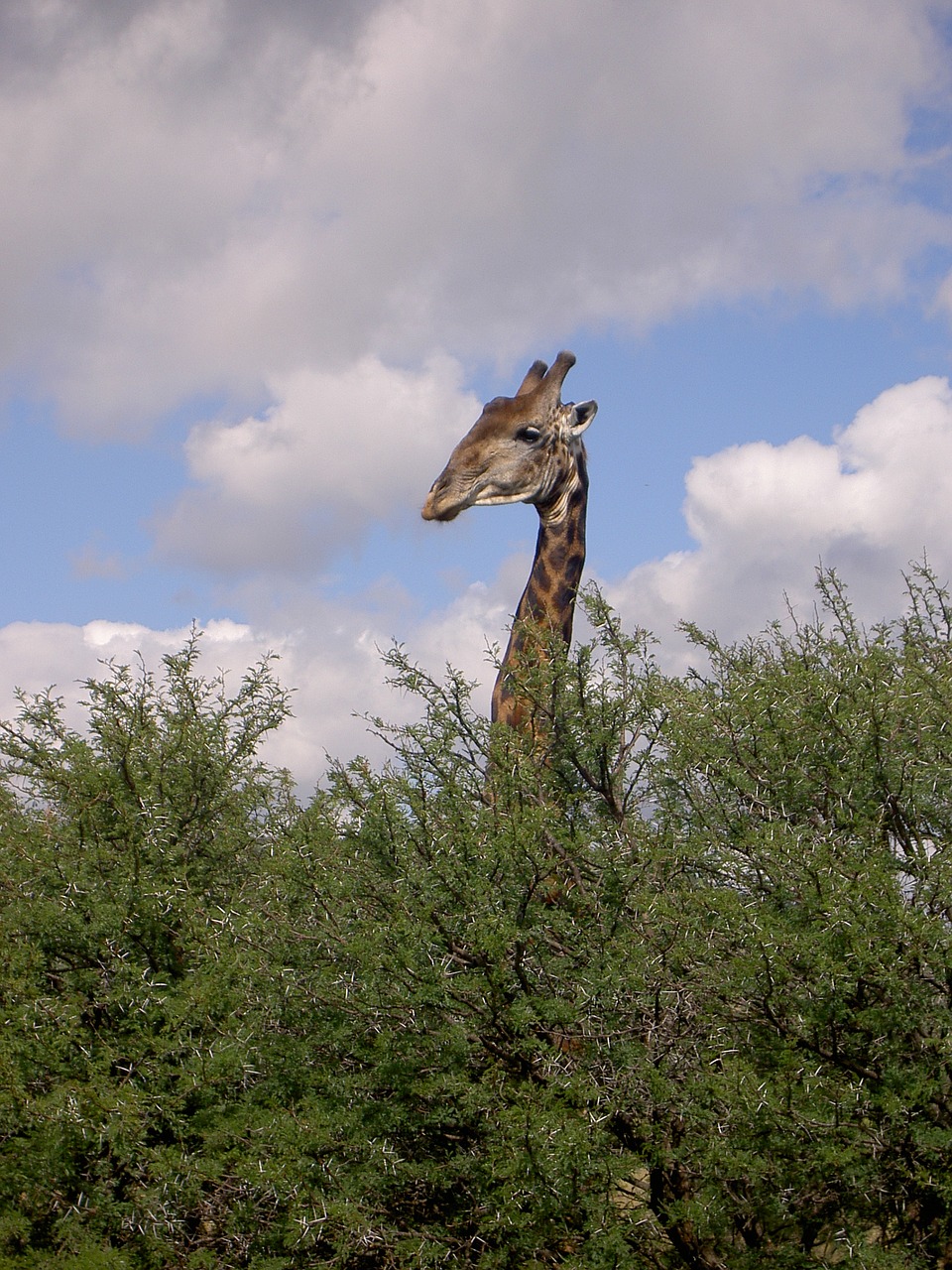 giraffe bushveld survey free photo