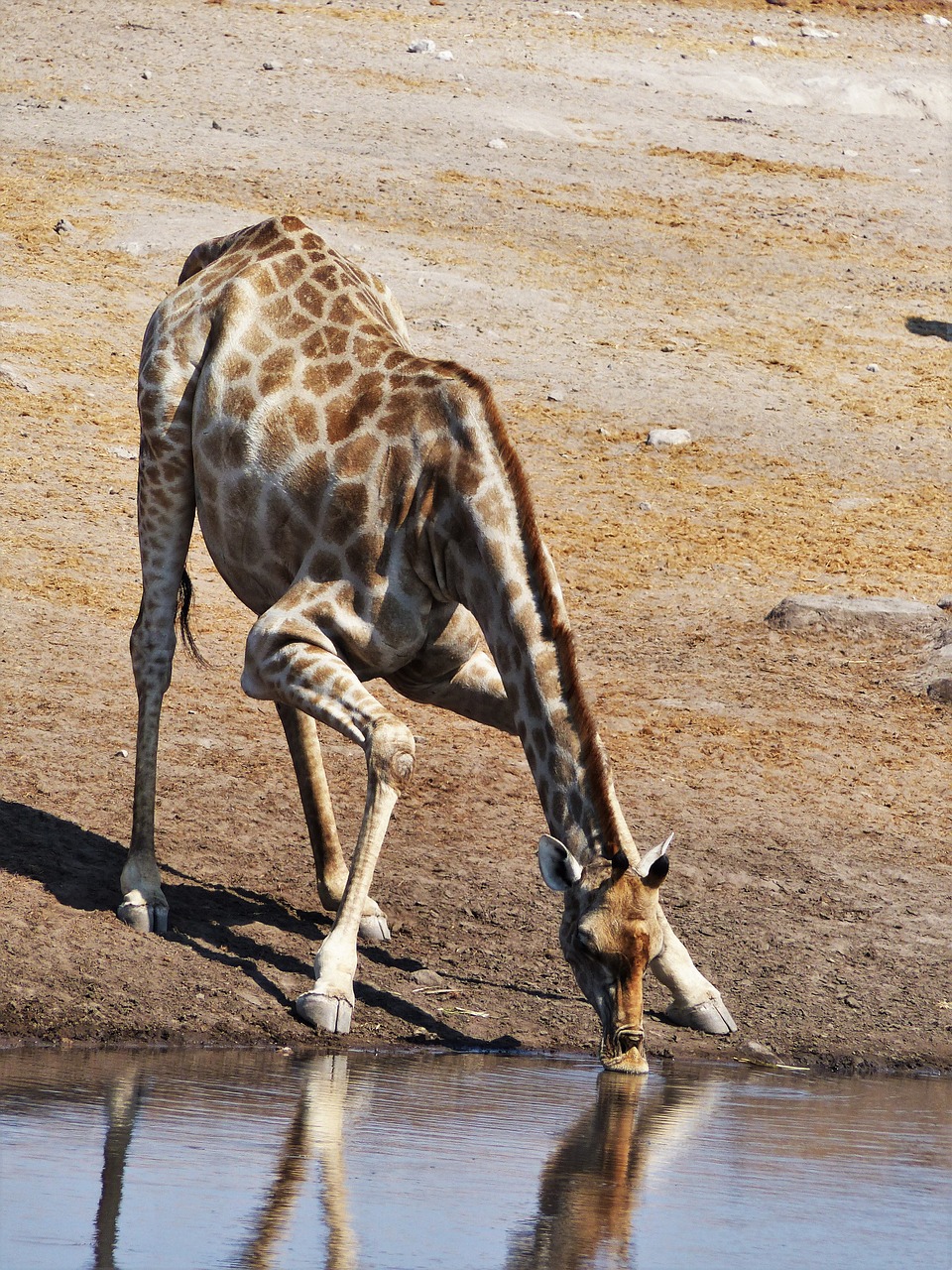 giraffe drink dislocate free photo