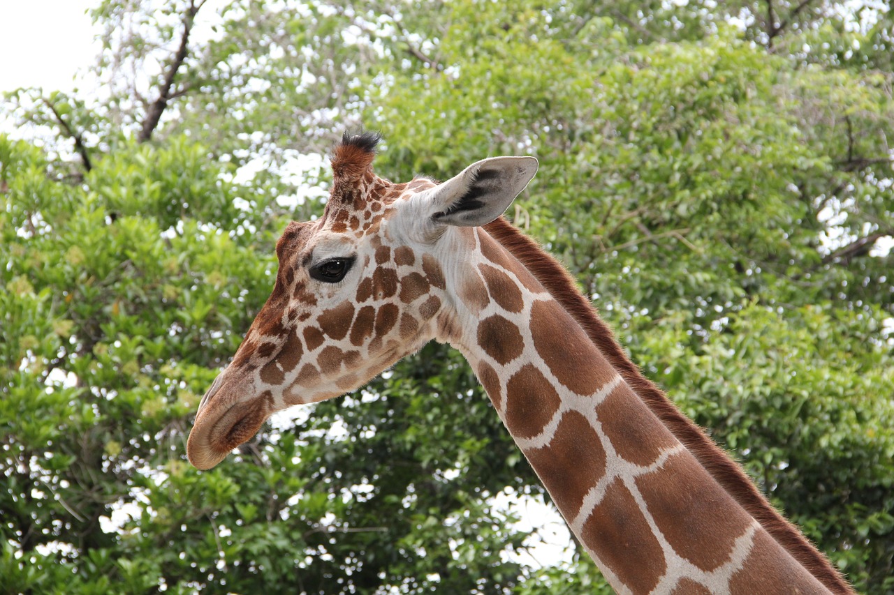 giraffe animal cute free photo