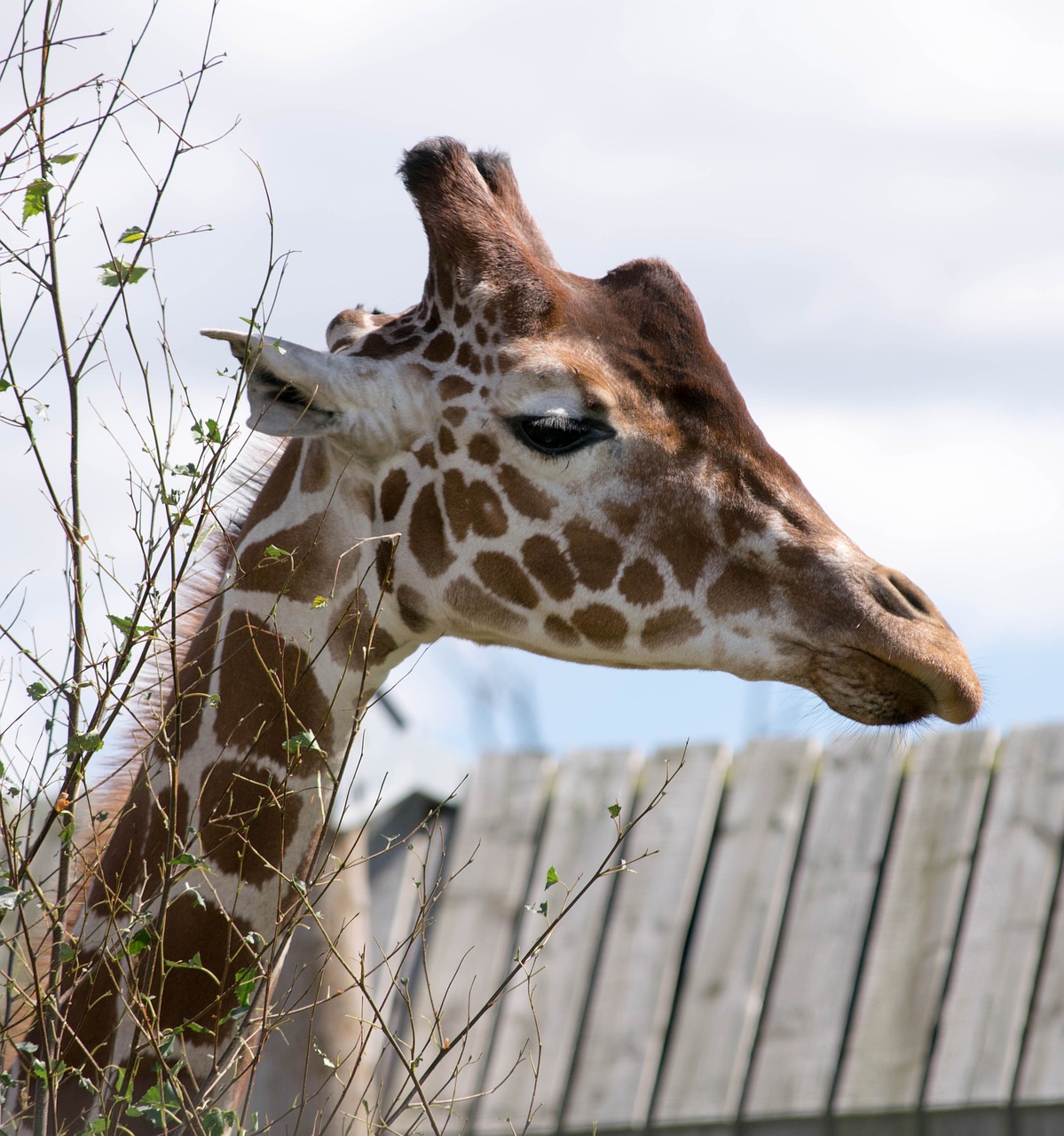 giraffe head zoo free photo