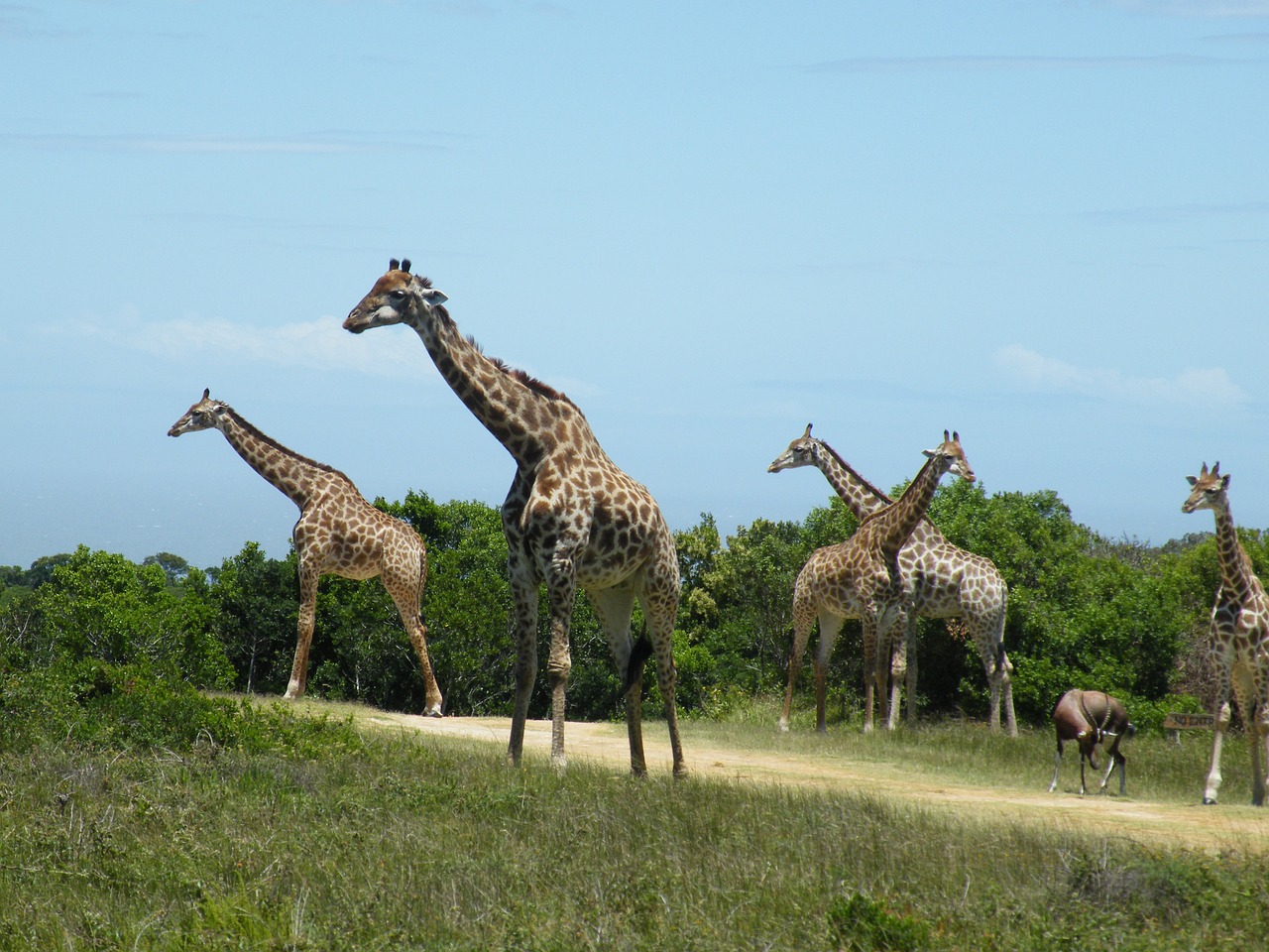 giraffe wild animal free photo