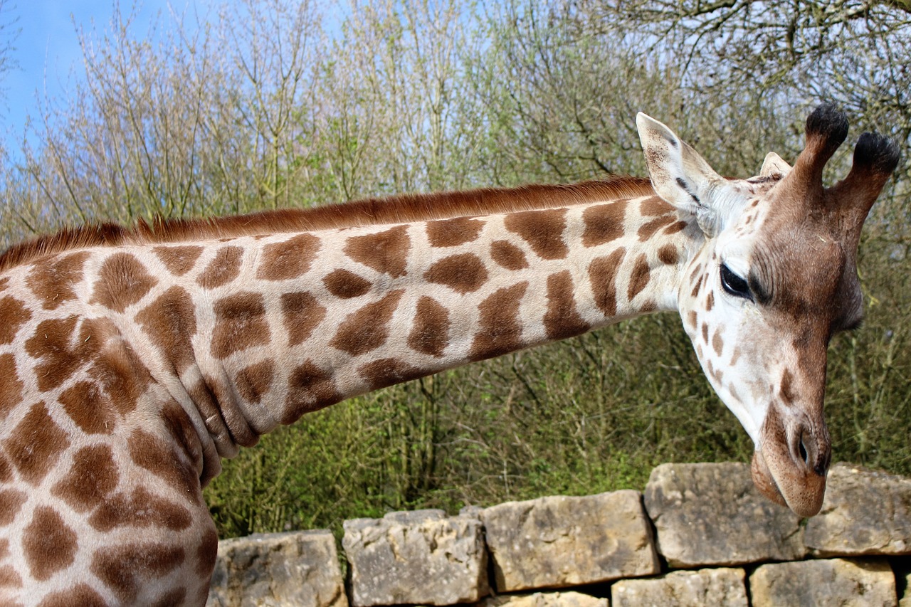 giraffe long neck animal free photo