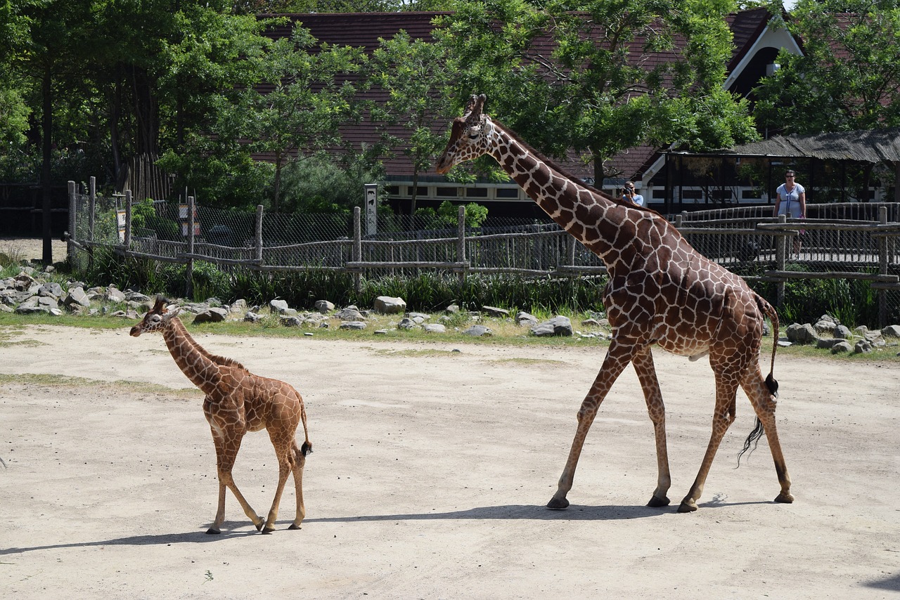 giraffe giraffe cub zoo free photo