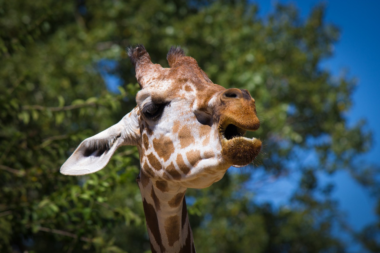 giraffe animal zoo free photo