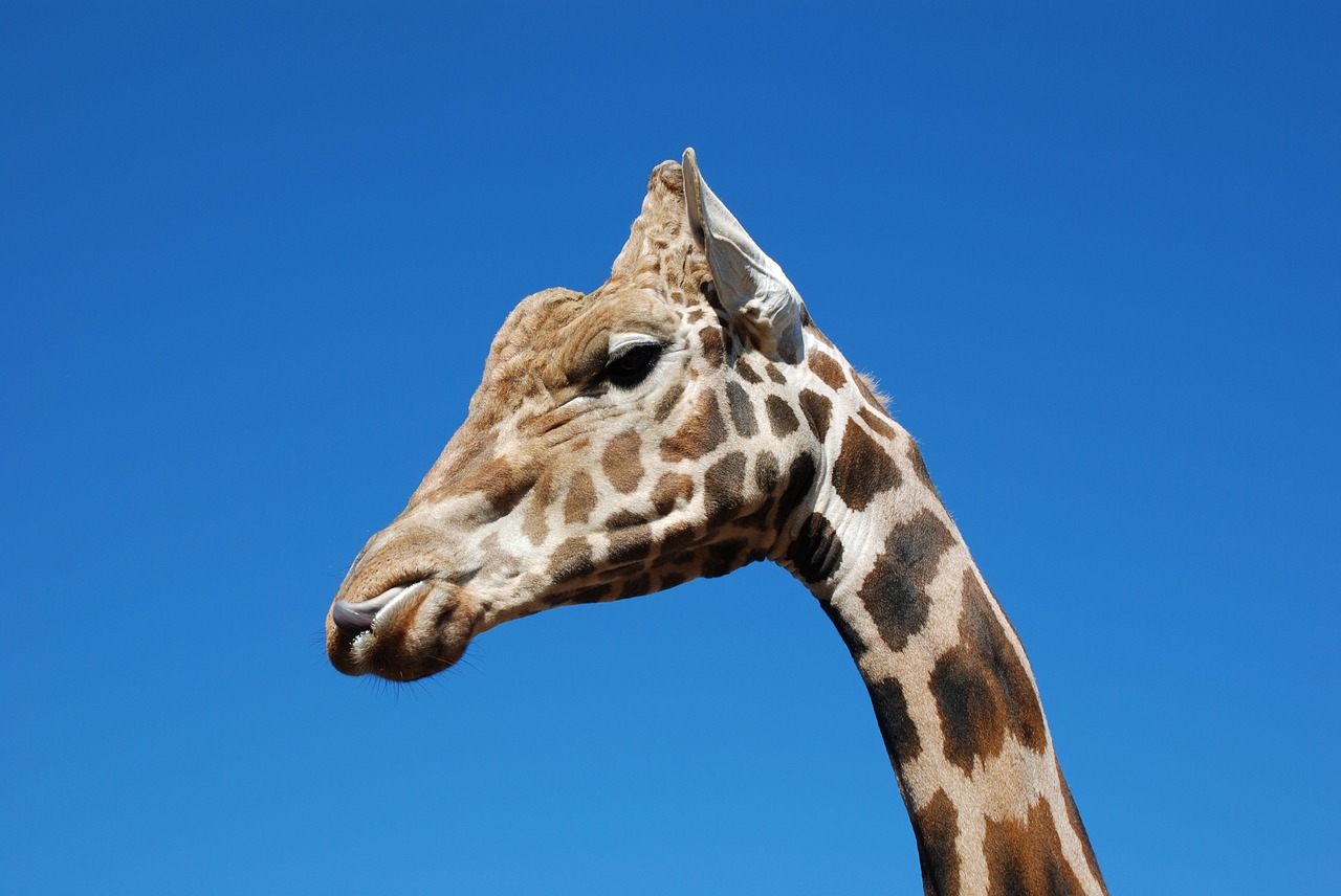 giraffe sky blue free photo