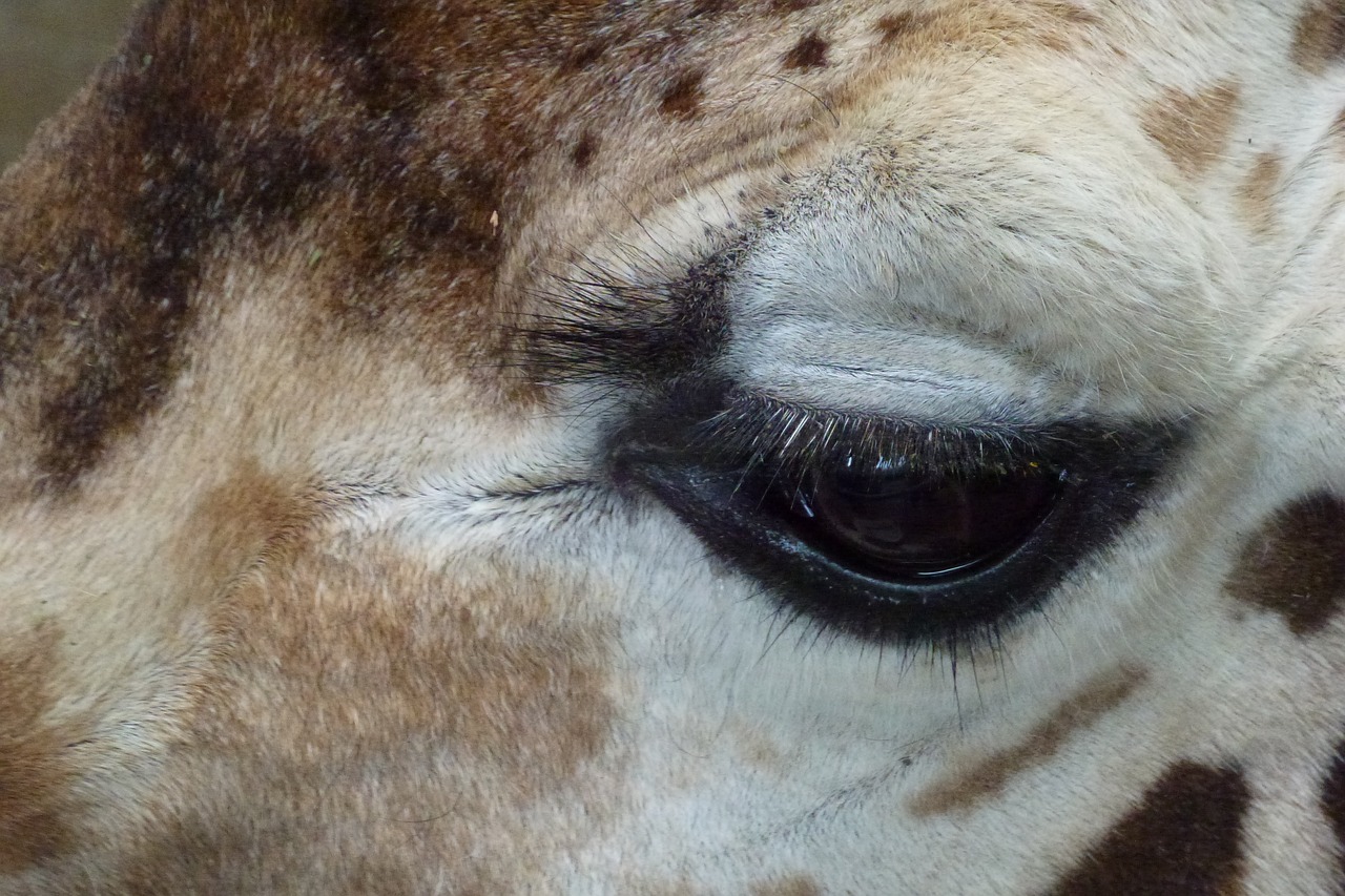 giraffe eye animal free photo