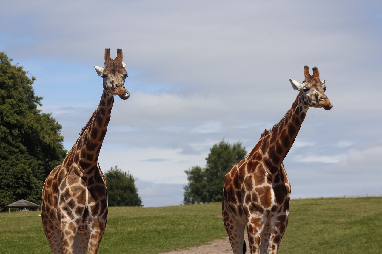 giraffe park wildlife free photo