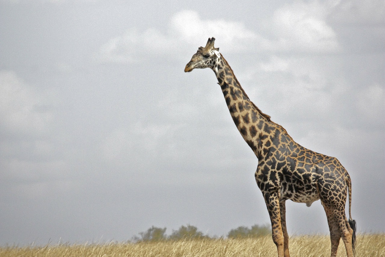 giraffe safari wildlife free photo