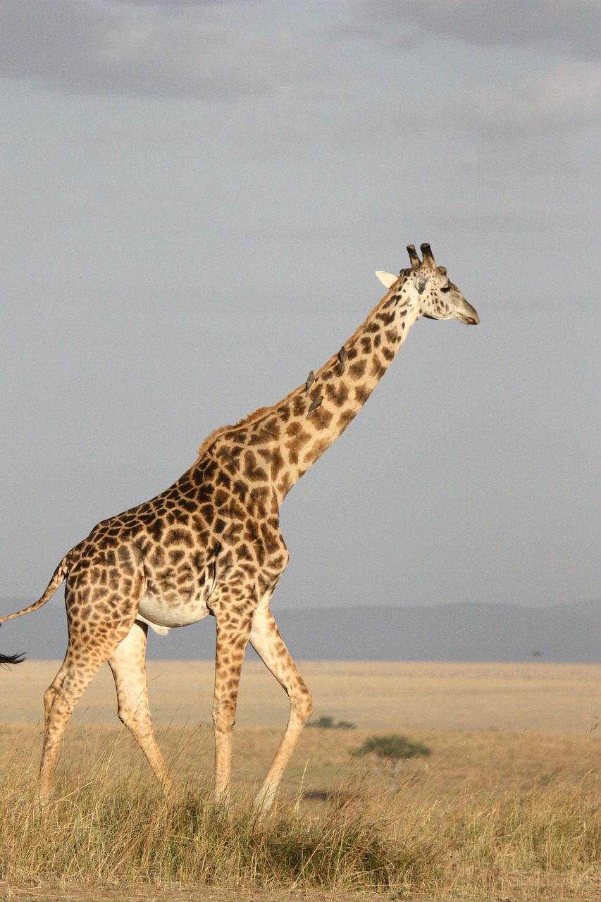 giraffe tall mammal free photo
