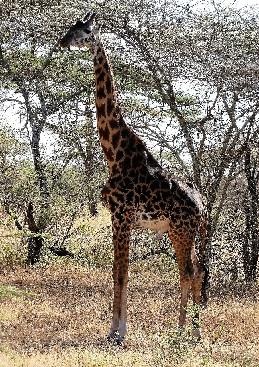 giraffe wilderness wild free photo