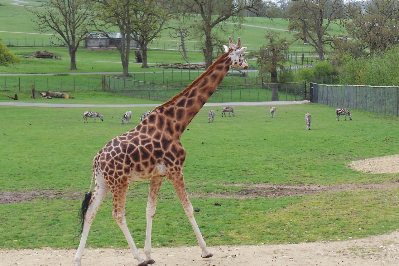 giraffe animal wildlife free photo