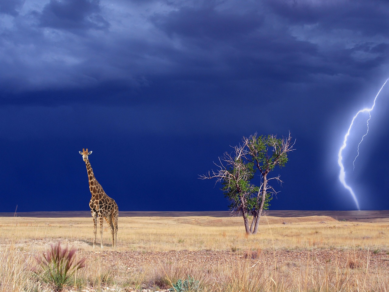 giraffe savannah thunderstorm free photo