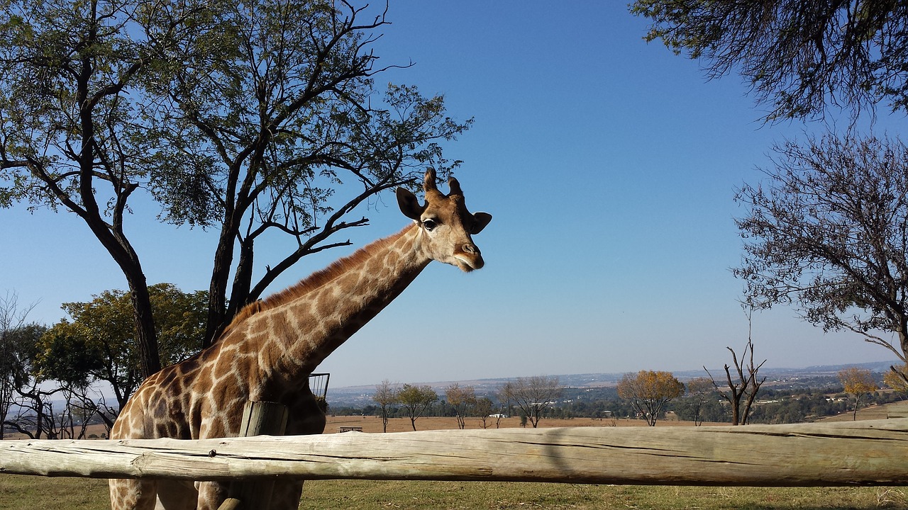 giraffe africa wildlife free photo