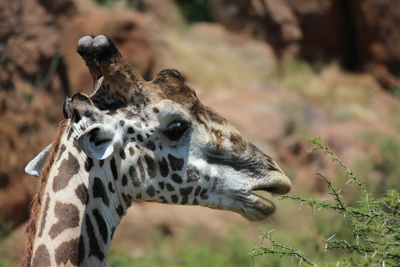 giraffe tsavo kenya free photo