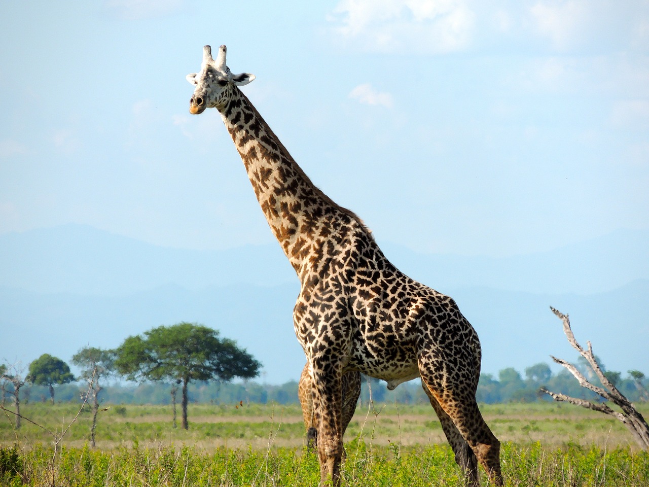 giraffe safari wild free photo