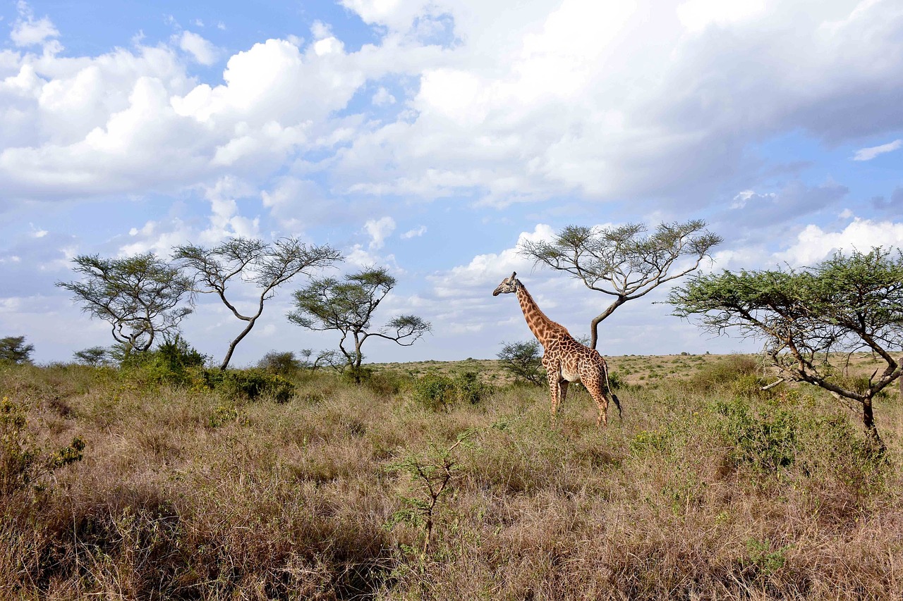 giraffe savanna national free photo