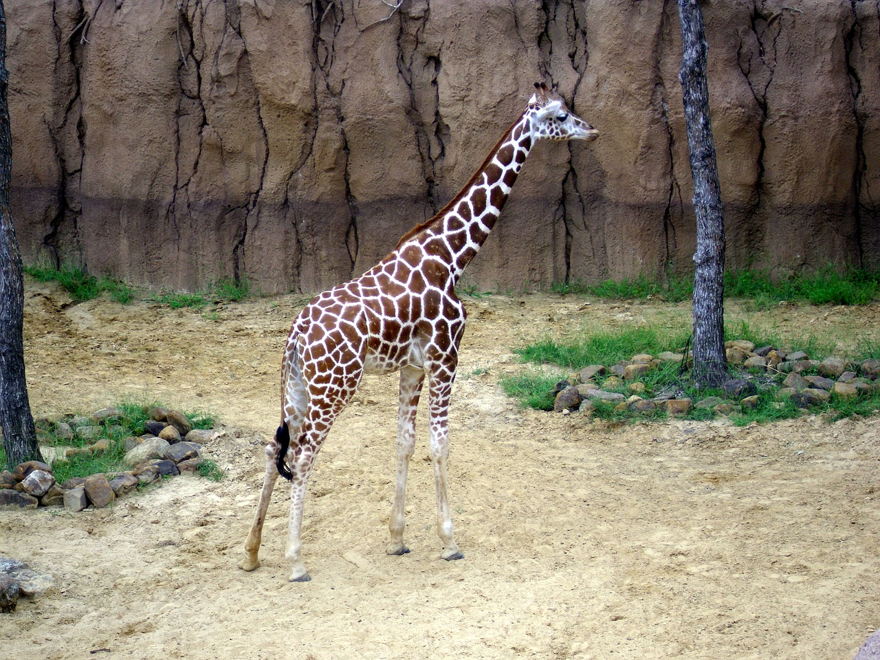 giraffe zoo animal safari free photo