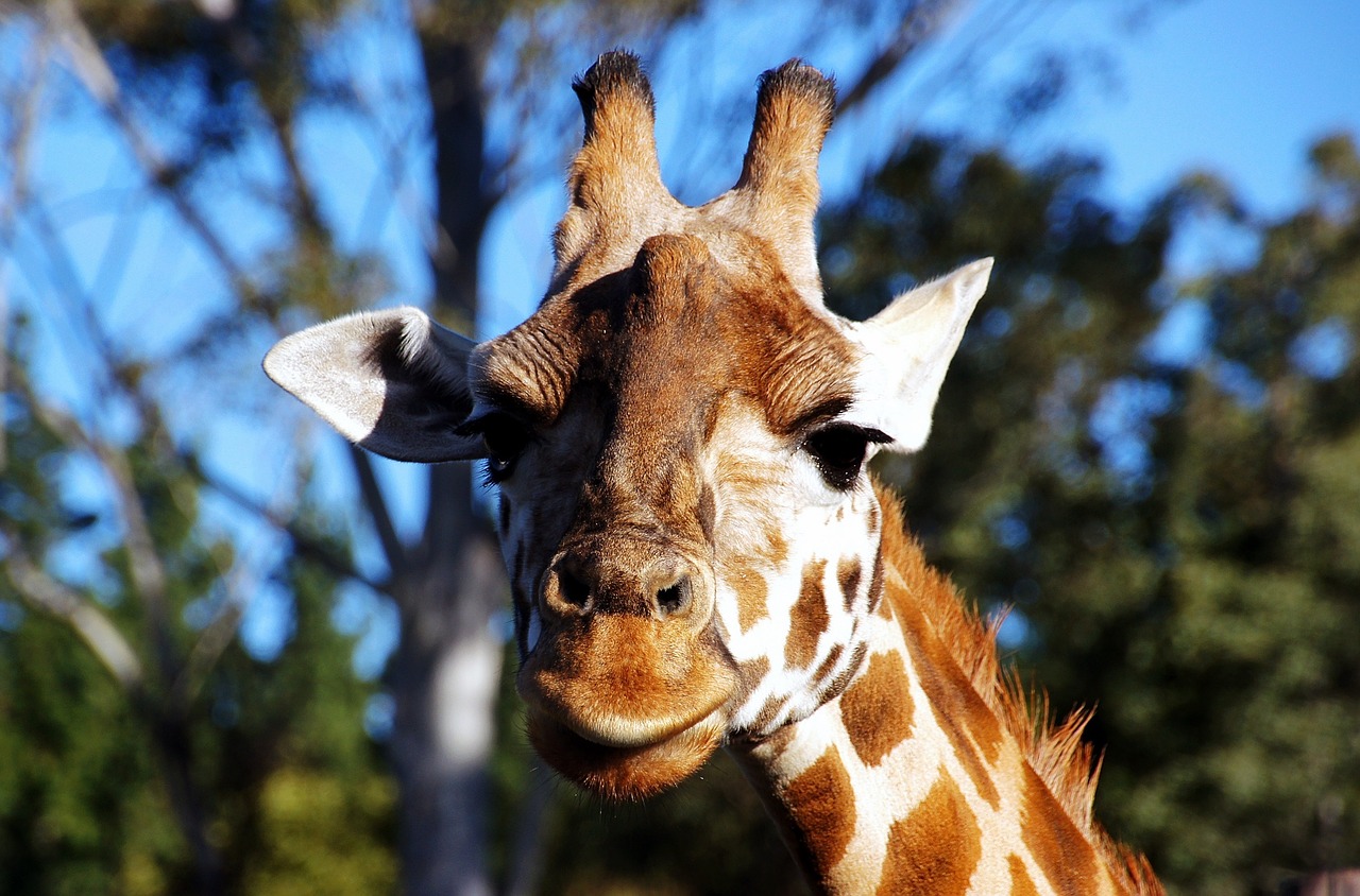 giraffe portrait head free photo