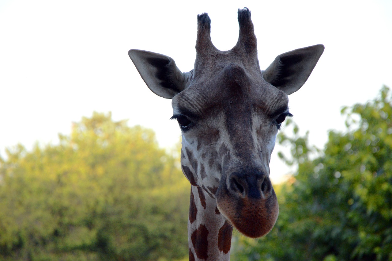 giraffe head zoo free photo