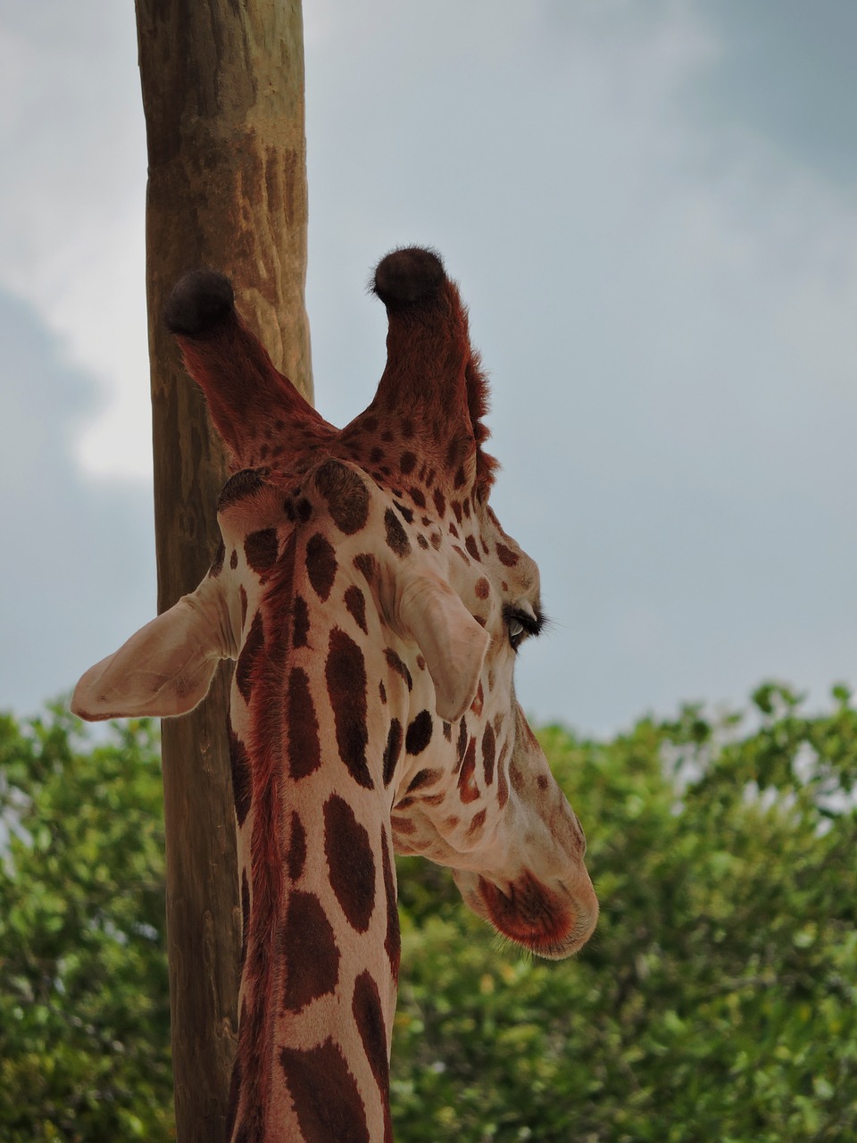 giraffe tall spots free photo