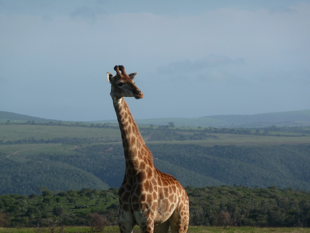 giraffe africa safari free photo