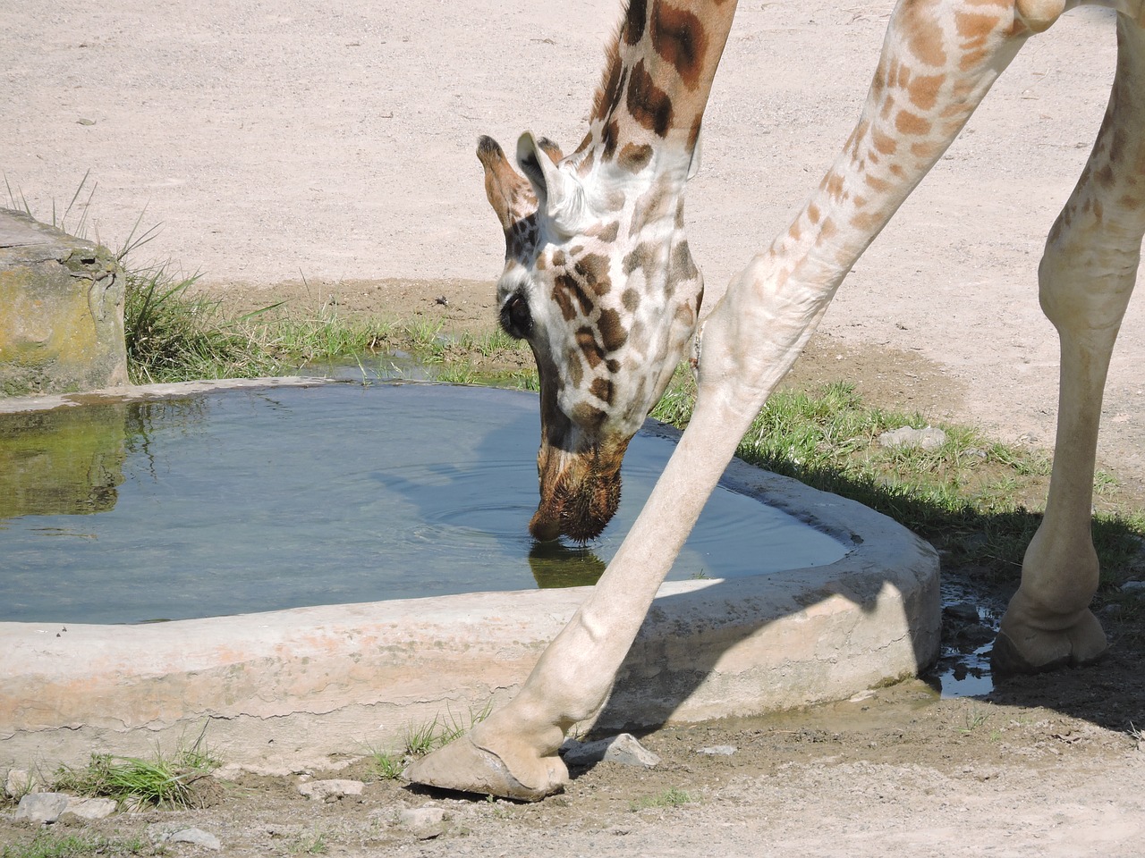 giraffe water zoo free photo
