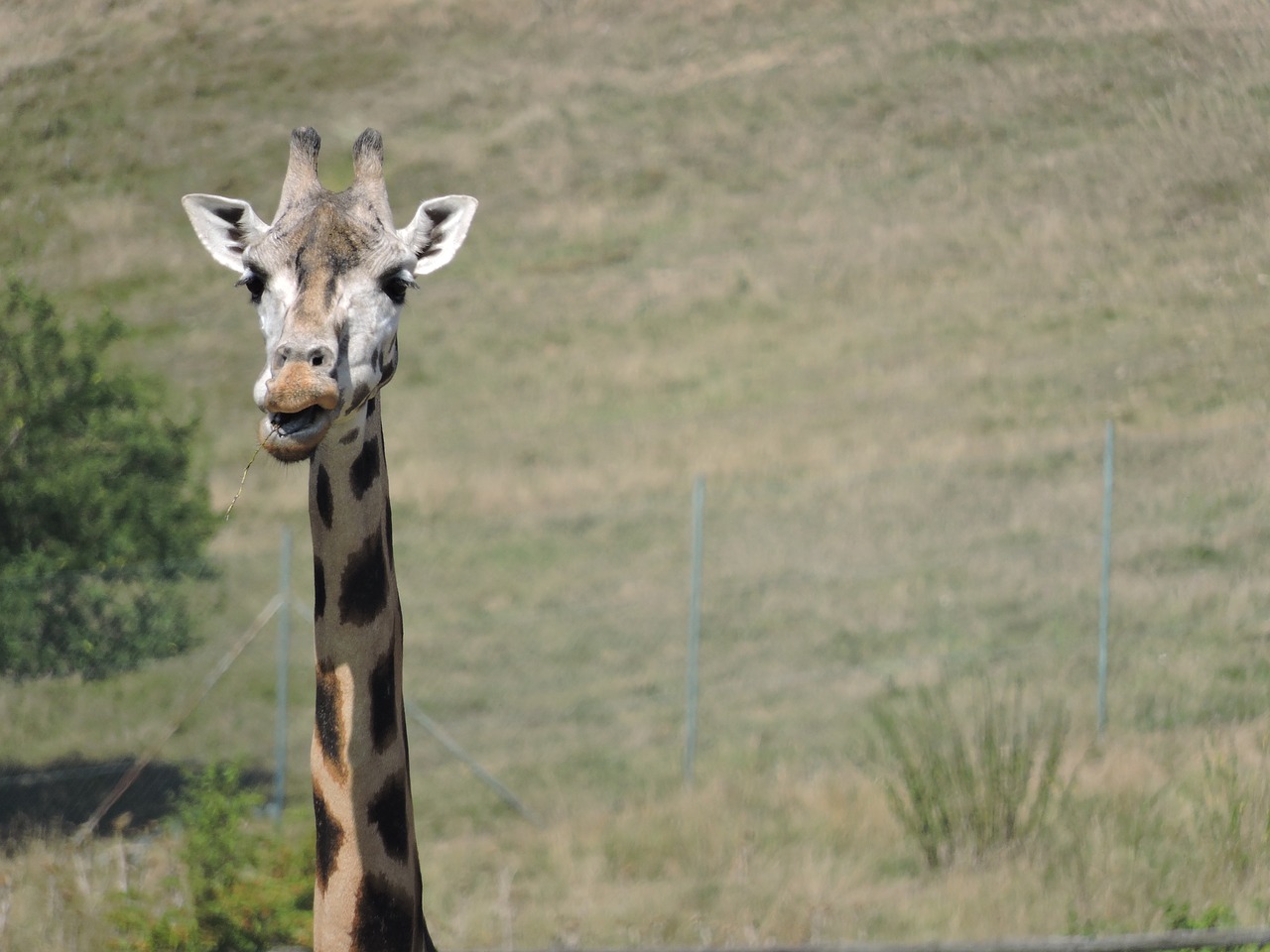 giraffe head zoo free photo