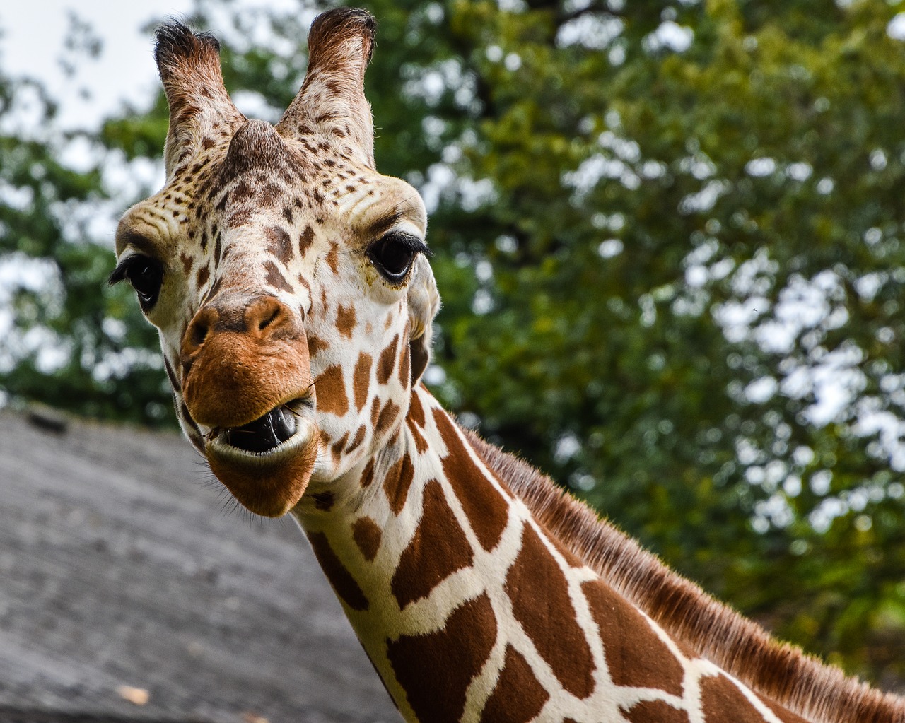giraffe zoo wilhelma free photo