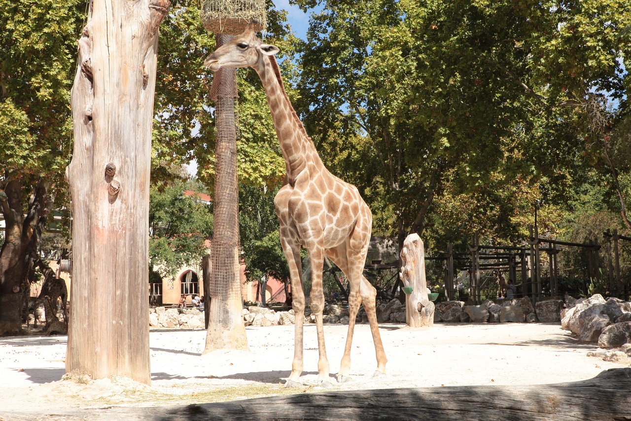 giraffe angola zoo free photo