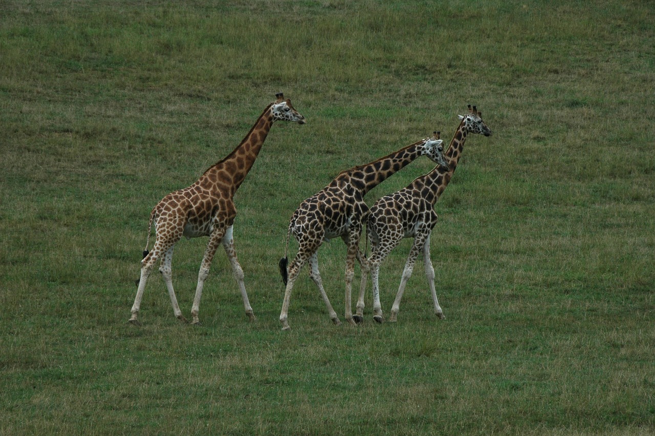 giraffe africa animals free photo
